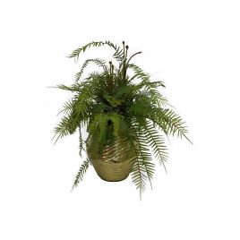 Boston Fern in Gold Planter