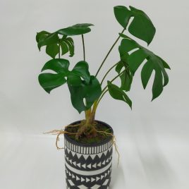 Philodendron Artificial Plant in Black & White Ceramic Vase