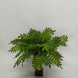 Chinese Evergreen in Gold Pedestal Bowl
