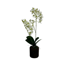 Artificial White Orchid กล้วยไม้สีขาวประดิษฐ์