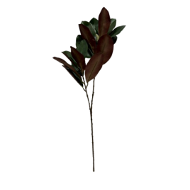 Magnolia stem ใบแมกโนเลีย